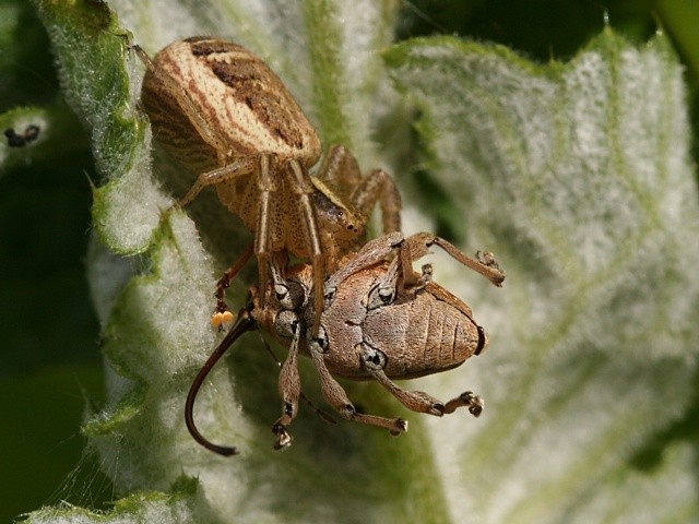 b�n�k Xysticus sp. s uloven�m nosatcem