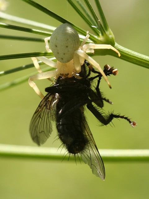 b�n�k kopretinov� Misumena vatia s mouchou