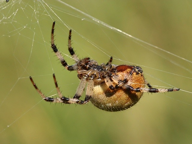 k�i��k �ty�skvrnn� Araneus quadratus