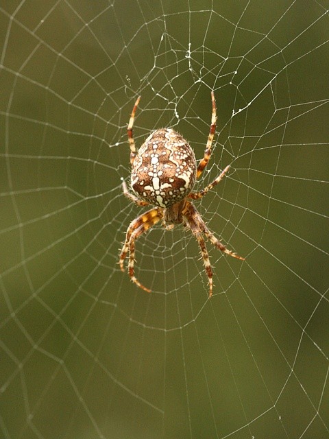 k�i��k obecn� Araneus diadematus