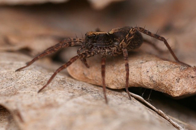 sl���k Pardosa sp.