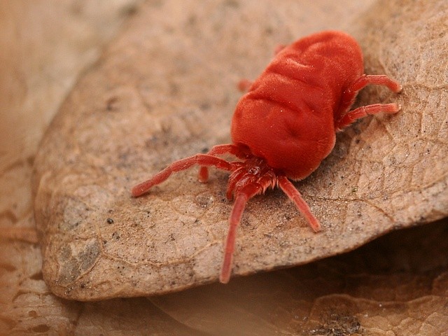 sametka rud� Trombidium holosericeum