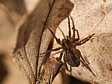 sl���k Pardosa sp.