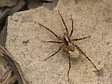 sl���k Pardosa sp. s kokonem