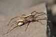 sl���k Pardosa sp. s kokonem