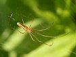 �elistnatka Tetragnatha sp.