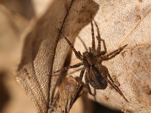 sl���k Pardosa sp.