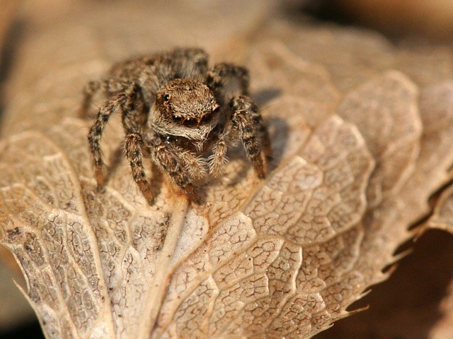 sk�kavka znamenan� Aelurillus v-insignitus