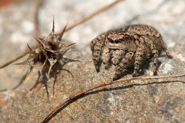 sk�kavka znamenan� Aelurillus v-insignitus