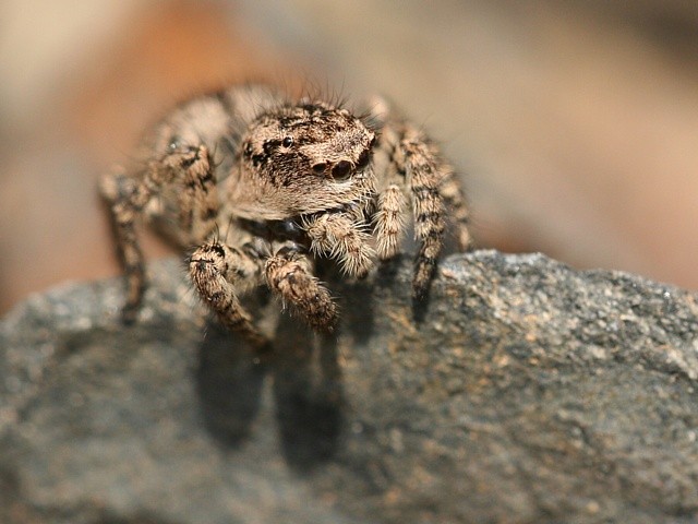 sk�kavka znamenan� Aelurillus v-insignitus