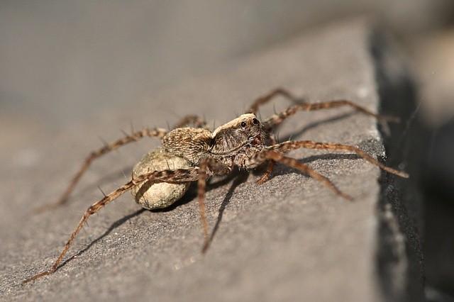 samice sl���ka Pardosa sp. s kokonem