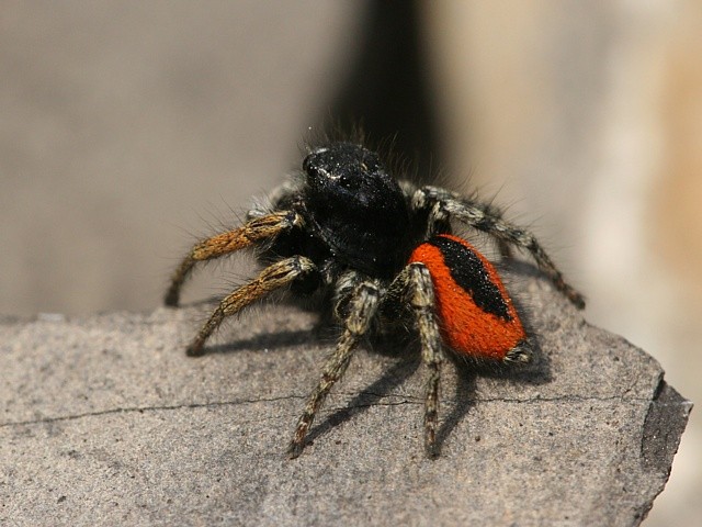 sk�kavka rudop�s� Philaeus chrysops
