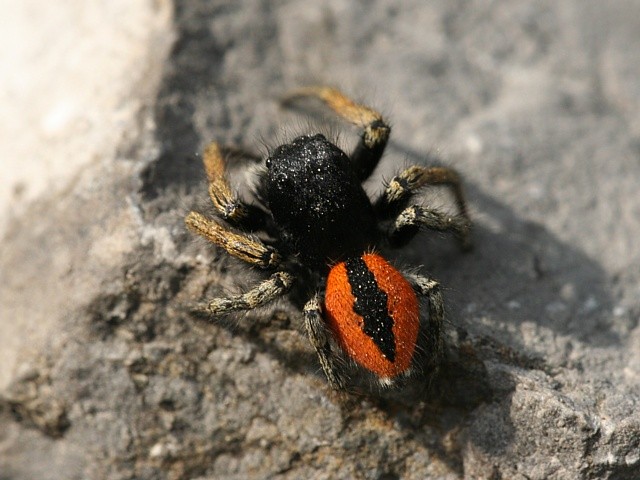 sk�kavka rudop�s� Philaeus chrysops