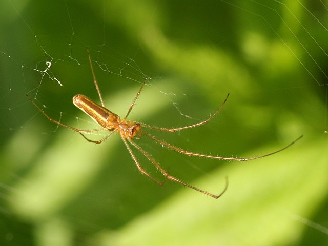 �elistnatka Tetragnatha sp.