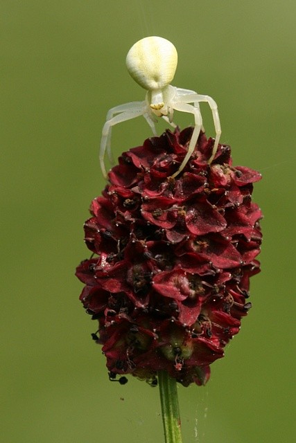 b�n�k kopretinov� Misumena vatia