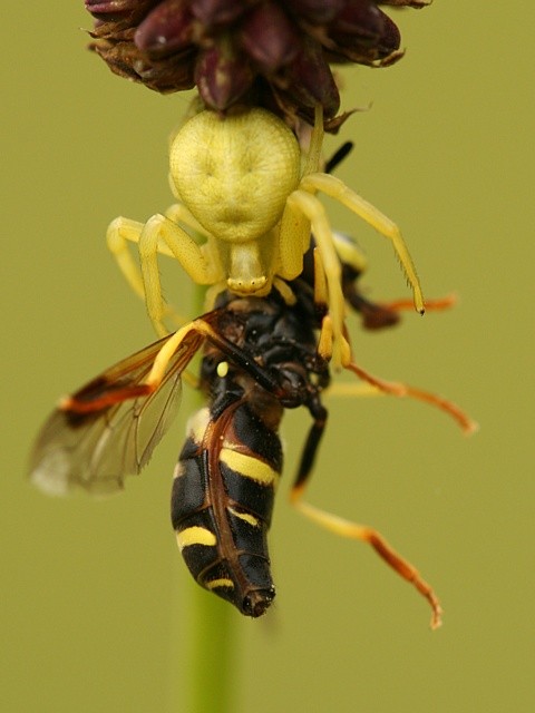 b�n�k kopretinov� Misumena vatia