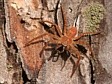 listovn�k Philodromus sp.