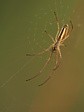 �elistnatka Tetragnatha sp.