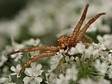 b�n�k Xysticus sp.