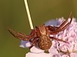 b�n�k Xysticus sp.