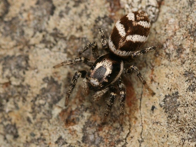 sk�kavka pruhovan� Salticus scenicus