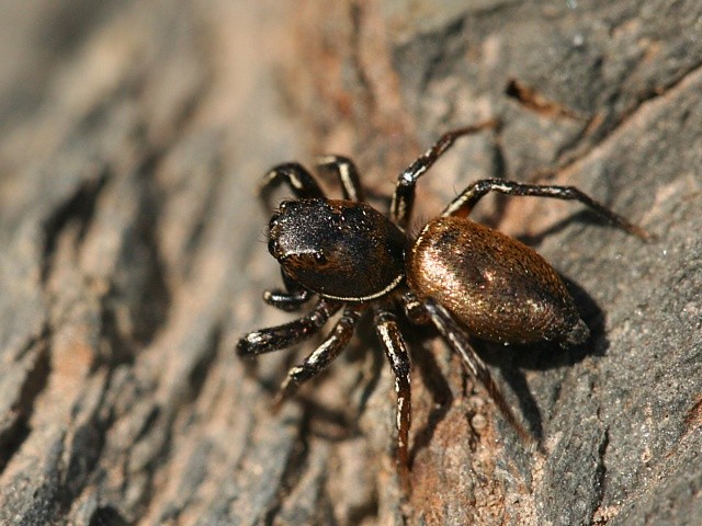 sk�kavka bronzov� Heliophanus aeneus