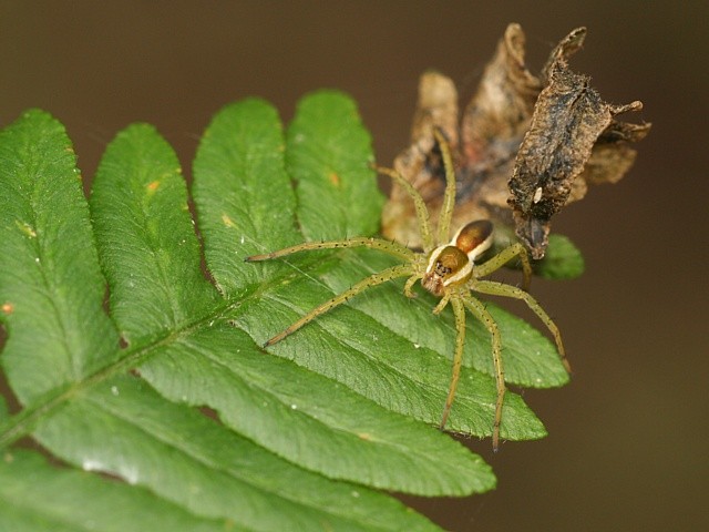 lov��k vodn� Dolomedes fimbriatus