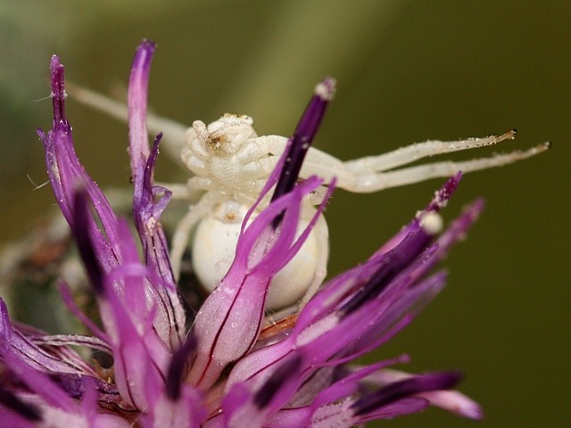 b�n�k kopretinov� Misumena vatia