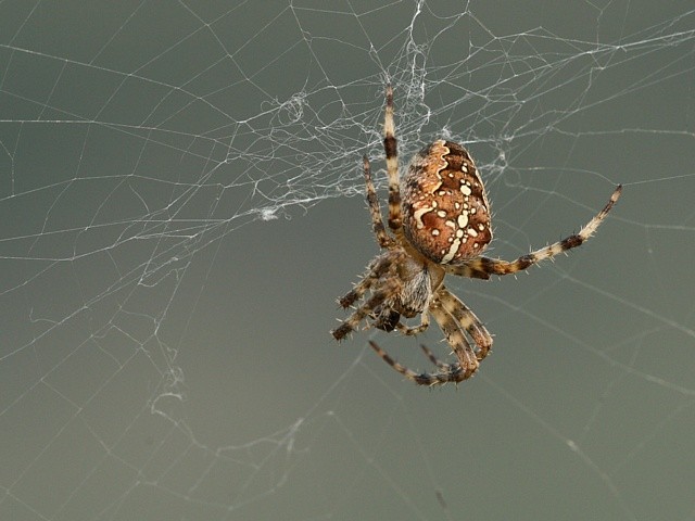 k�i��k obecn� Araneus diadematus
