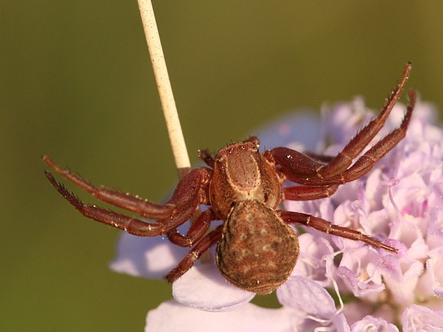 b�n�k Xysticus sp.