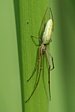 �elistnatka Tetragnatha sp.