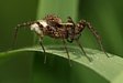 sl���k Pardosa sp.