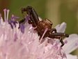 b�n�k Xysticus sp.