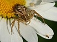 b�n�k Xysticus sp.