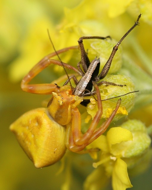 b�n�k kv�tomiln� Thomisus onustus