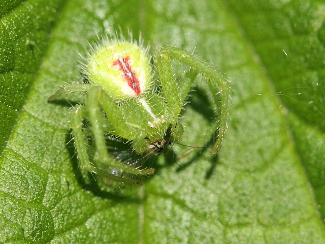 b�n�k tr�vov� Heriaeus graminicola