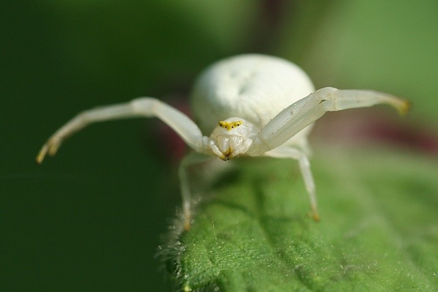 b�n�k kopretinov� Misumena vatia