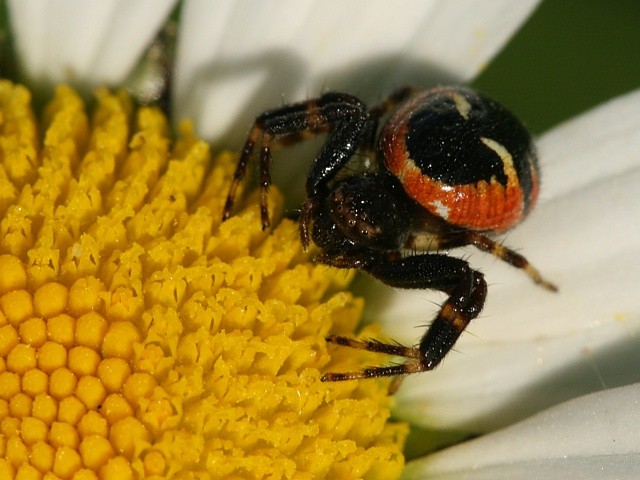 b�n�k skvostn� Synema globosum