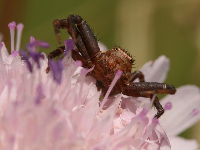 b�n�k Xysticus sp.