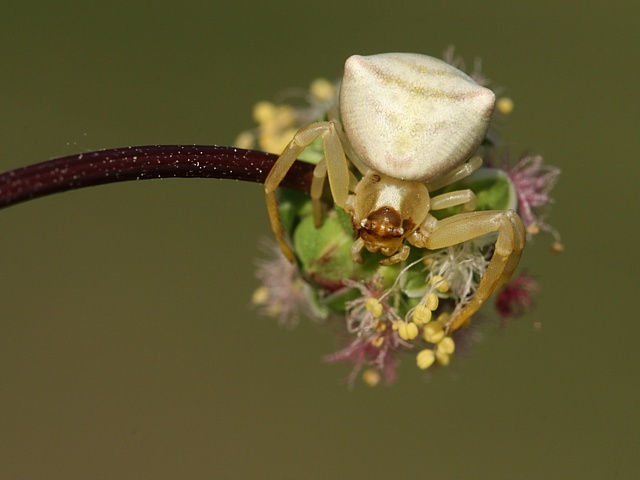 b�n�k kv�tomiln� Thomisus onustus
