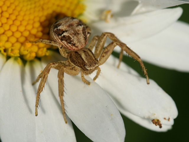 b�n�k Xysticus sp.