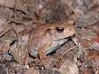 ropucha obecn�