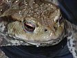 ropucha obecn�