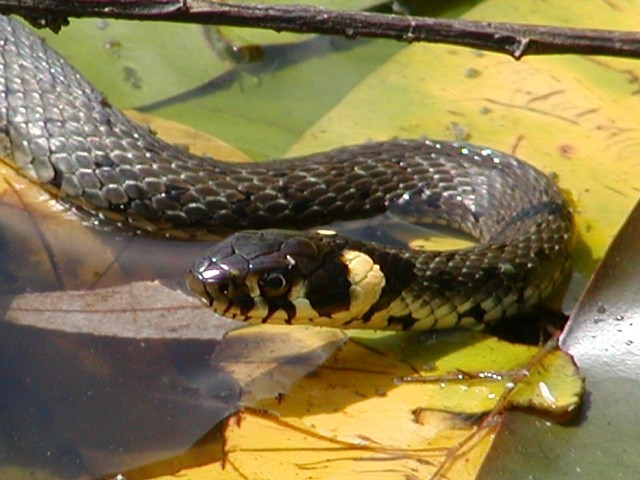 u�ovka obojkov�