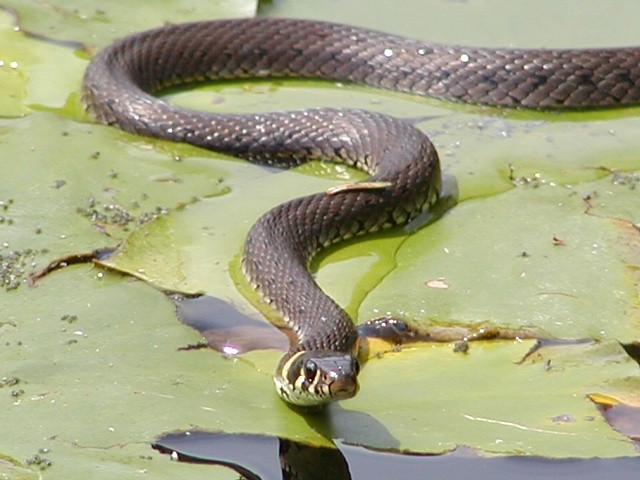 u�ovka obojkov�