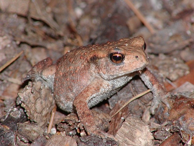 ropucha obecn�