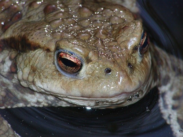 ropucha obecn�
