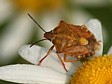 kn�ice Carpocoris purpureipennis