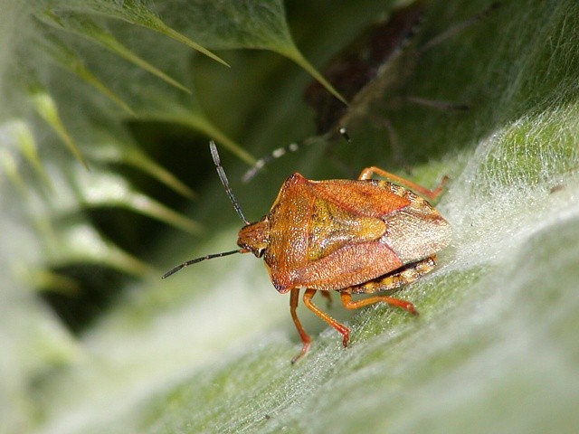 kn�ice Carpocoris purpureipennis