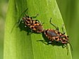 plo�ti�ka Spilostethus saxatilis